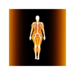 Logo of Body fat calculator + a four w android Application 